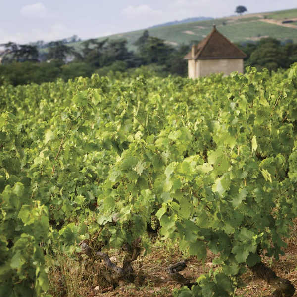 Photo Clos de Mez - Association Beaujol'art - dégustation de vin à bien boire en Beaujolais BBB