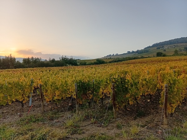 Photo Domaine Chevalier-Métrat - dégustation de vin à bien boire en Beaujolais BBB