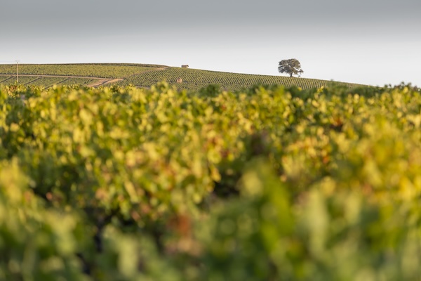 Photo Domaine des Souchons - dégustation de vin à bien boire en Beaujolais BBB