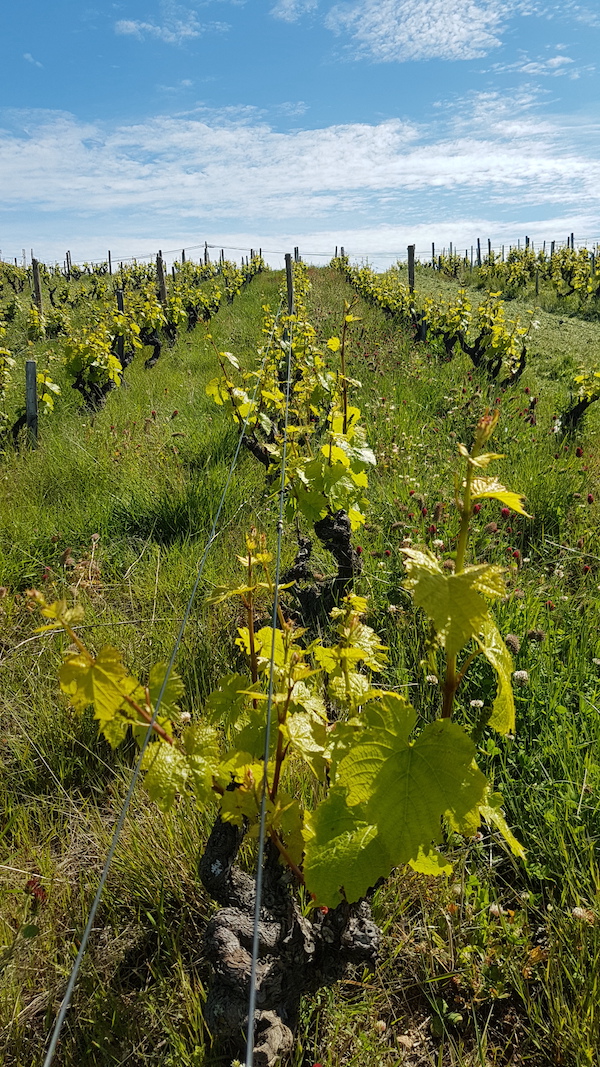 Photo Domaine Prunelle de Navacelle - dégustation de vin à bien boire en Beaujolais BBB