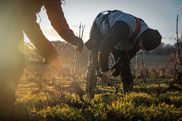 Photo Domaine Romain Jambon - dégustation de vin à bien boire en Beaujolais BBB