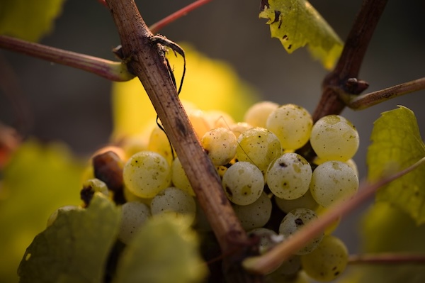 Photo Domaine de l'Écu - invité de l'Association Beaujol'art - dégustation de vin à bien boire en Beaujolais BBB