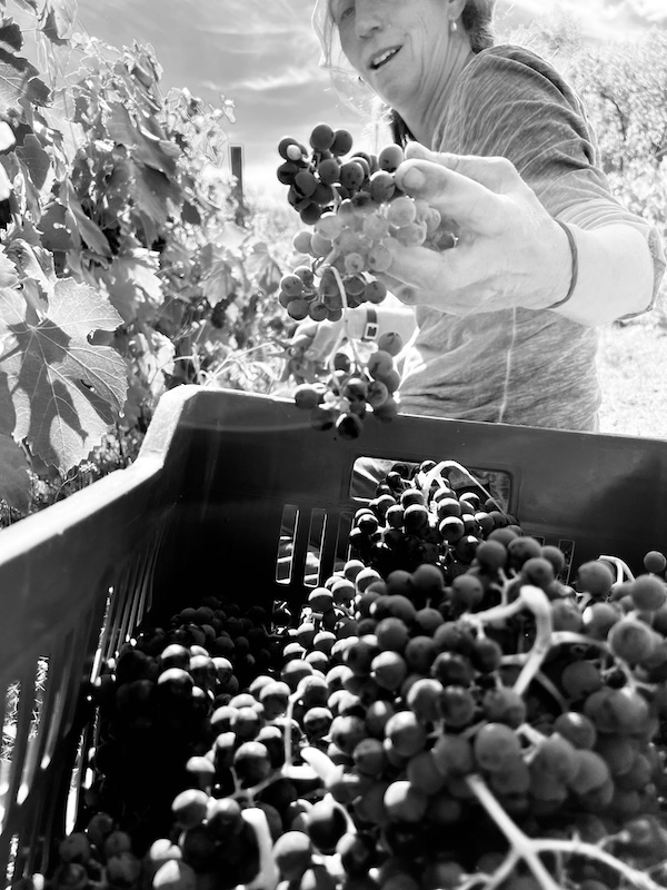 Photo Domaine Les Hauts Lieux - invité de l'Association Beaujol'art - dégustation de vin à bien boire en Beaujolais BBB